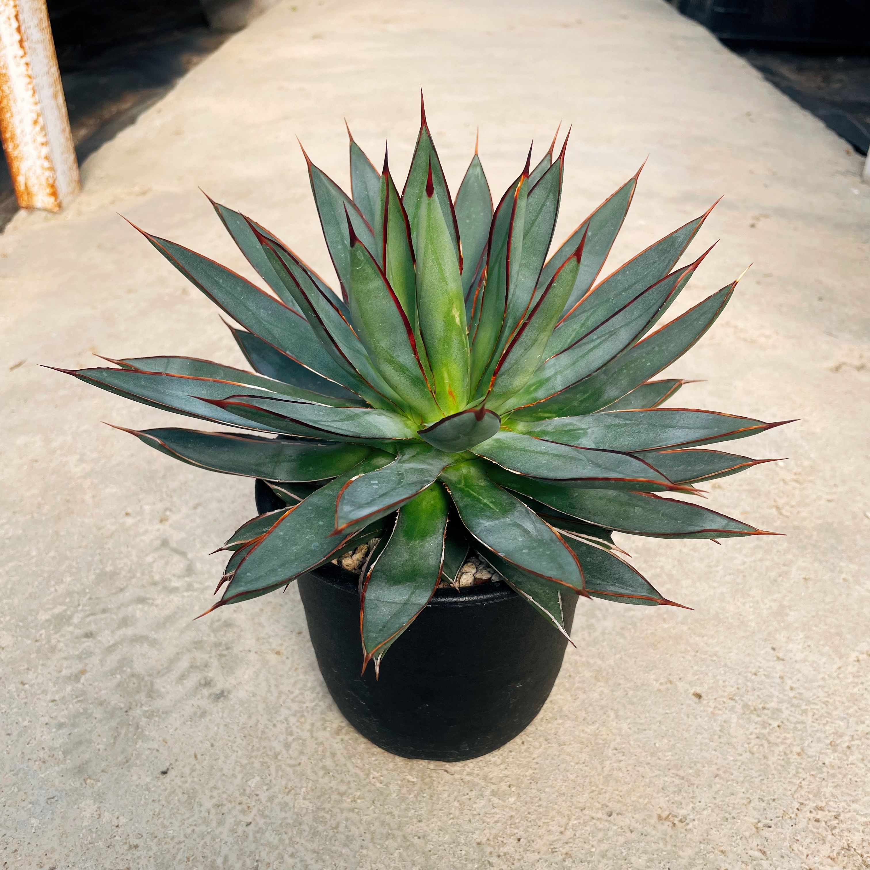 楽天市場】【Agabe アガベ グリーンロータス】管理方法付き5号鉢