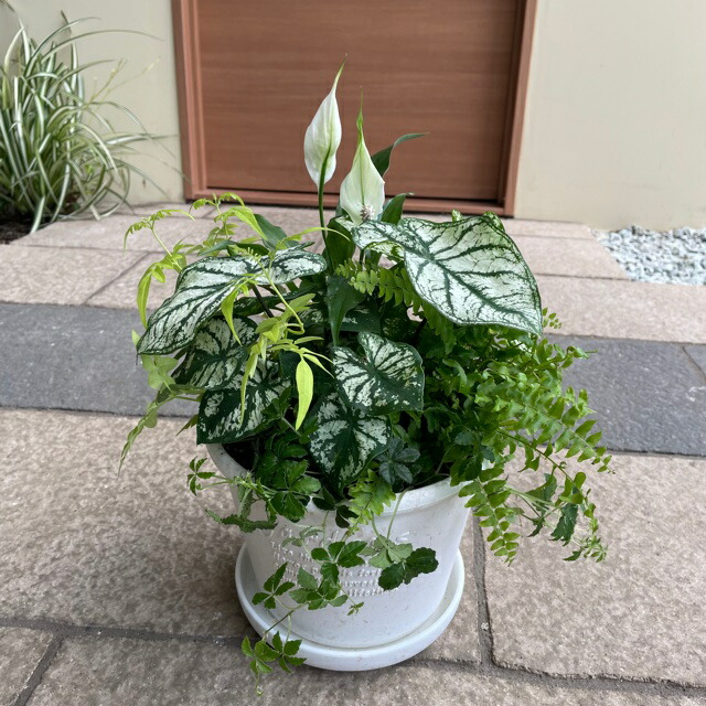 楽天市場】【観葉植物の寄せ植え】受け皿付き 季節の観葉植物の寄せ