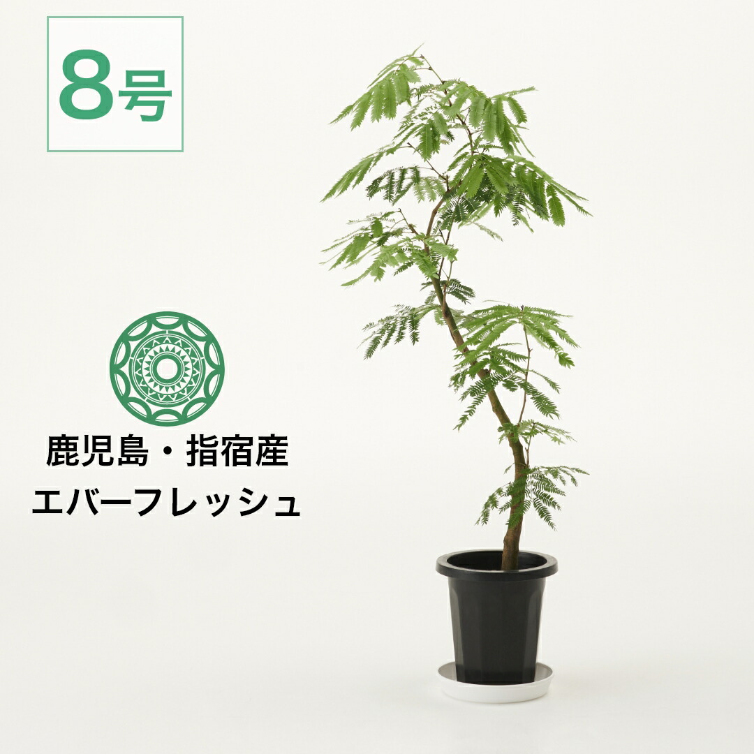 楽天市場】【全品5%off 3/9 23:59まで】観葉植物 エバーフレッシュ