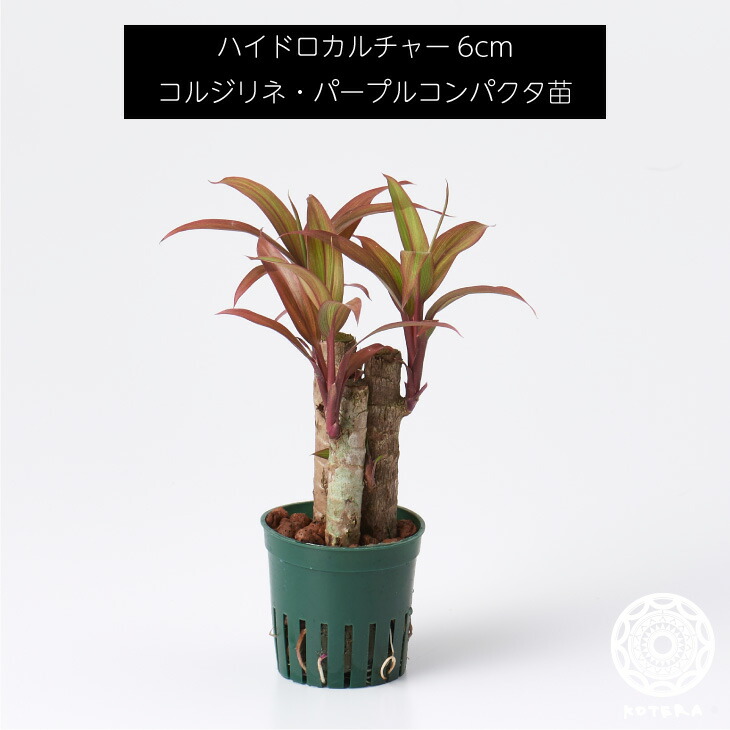 楽天市場】【全品5%off 3/9 23:59まで】コルジリネパープルコンパクタ