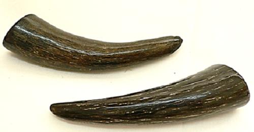 楽天市場】水牛工芸材料、水牛角。角ステッキ材（研磨済）。1）長さ