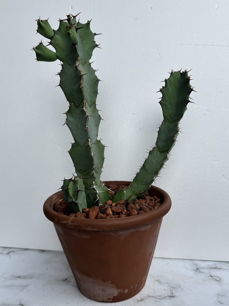 楽天市場】ユーフォルビア ◇ 大鳳角 ◇ 素焼き鉢 ◇ 多肉植物