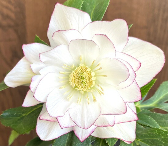 楽天市場】クリスマス ローズ 広瀬 園芸の通販