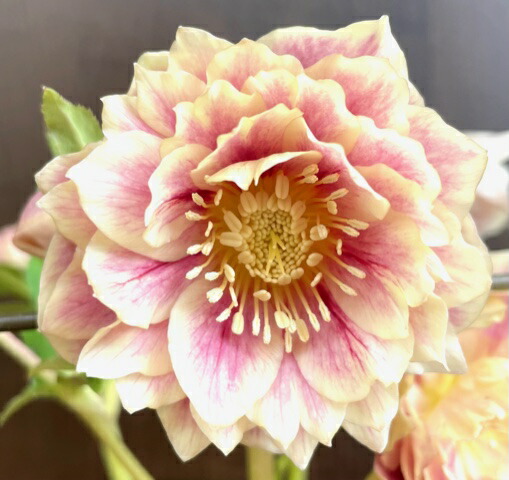 楽天市場】クリスマスローズ 広瀬園芸 ソレイユDD : GardenShop LaCotto