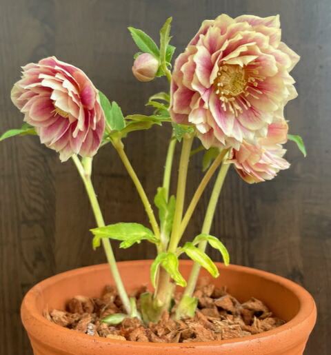 楽天市場】クリスマスローズ 広瀬園芸 ソレイユDD : GardenShop LaCotto