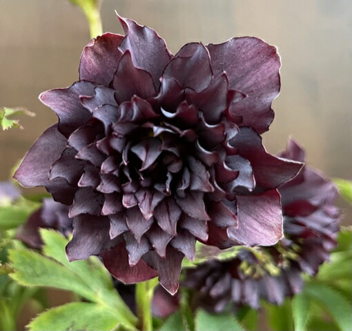 楽天市場】広瀬園芸 クリスマスローズの通販