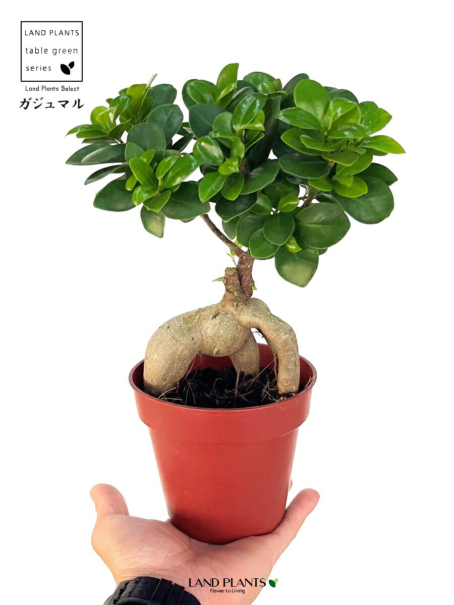 楽天市場】ガジュマル（幹太：接木） 4号 プラスチック苗 1鉢 中国