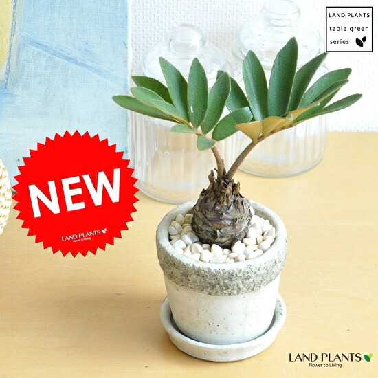 楽天市場】ザミア 石模様のセメント製 陶器鉢 Sサイズ 1鉢 【黄色小石