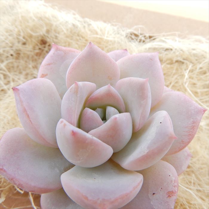 楽天市場】多肉植物 エケベリア アメイジンググレイス 韓国苗 抜き苗