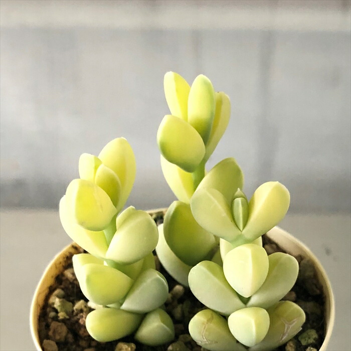 楽天市場】多肉植物 レーマニー錦 6cmポット 観葉植物 インテリア ejr