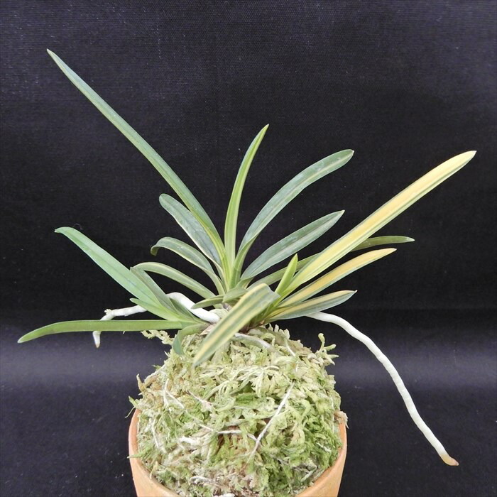 楽天市場】富貴蘭 羅因の光 2.5号鉢 フウキラン 風蘭 古典植物 山野草