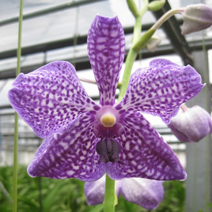 楽天市場】洋ラン バンダ ソムスリブルークラシック×チュリーデライト