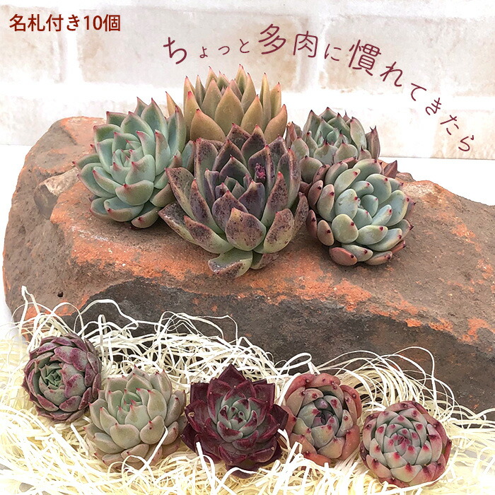 楽天市場】多肉植物 エケベリアカット苗 選べる名札付きセット 寄せ