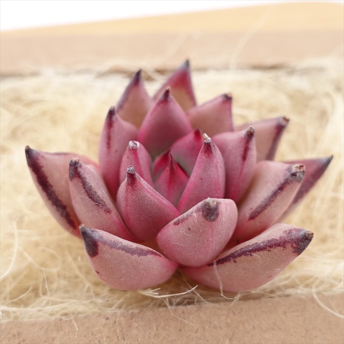 楽天市場】多肉植物 エケベリア ブラッドロメオ 韓国苗 抜き苗 カット