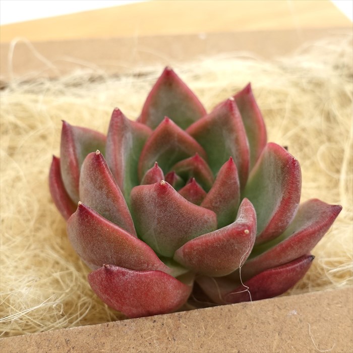 楽天市場】多肉植物 エケベリア フラワーソング 韓国苗 抜き苗 カット