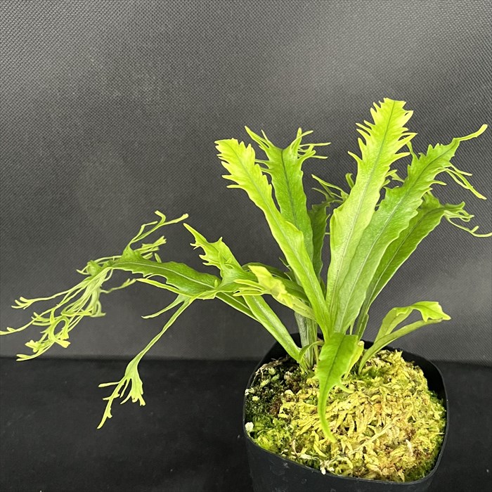 山野草 シダ ウロコノキシノブ 胞子培養 園芸ネット本店｜シダ