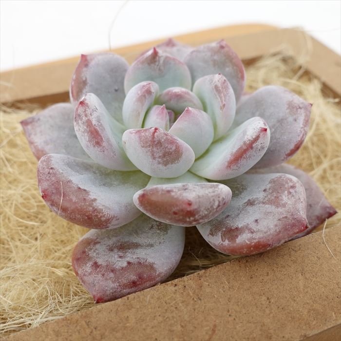 楽天市場】多肉植物 エケベリア レッドオレンジ 韓国苗 抜き苗 カット