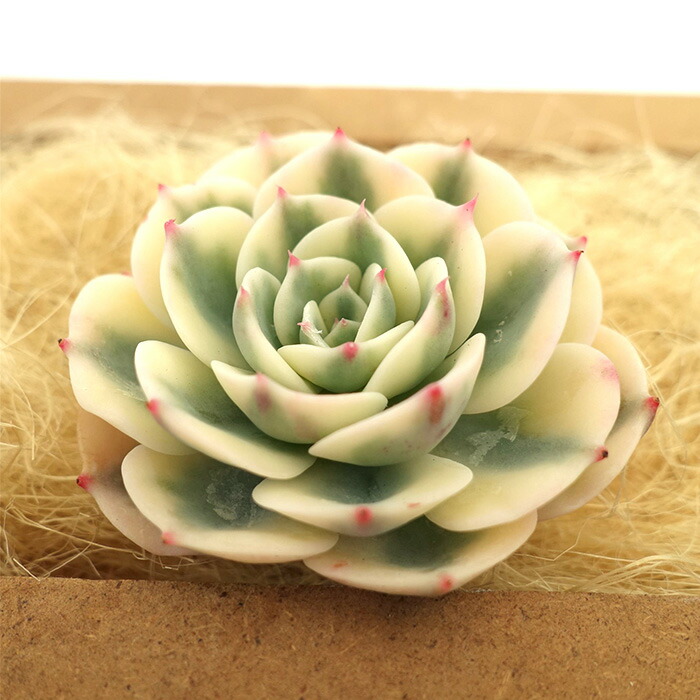 楽天市場】多肉植物 エケベリア ルノーディーン 韓国苗 抜き苗 カット