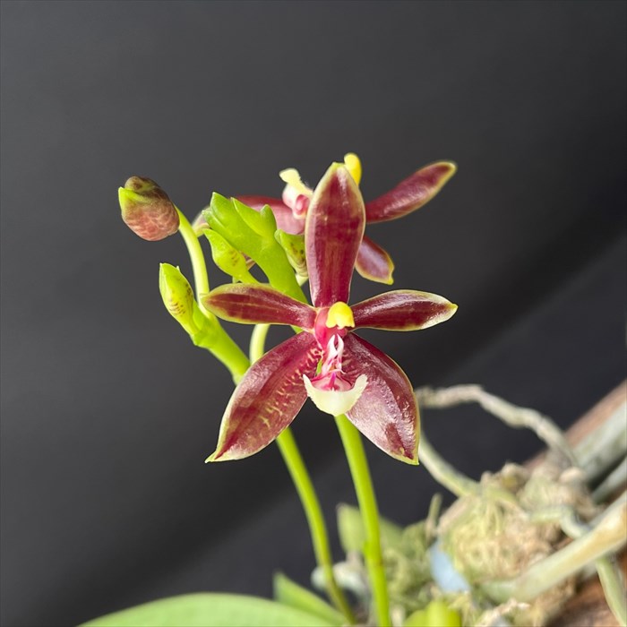 楽天市場】洋ラン【開花見込株】ファレノプシス マンセビ 長さ約25cm杉