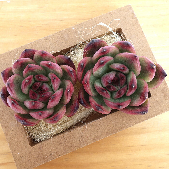 楽天市場】多肉植物 エケベリア TM 韓国苗 抜き苗 カット苗 約6cm tps