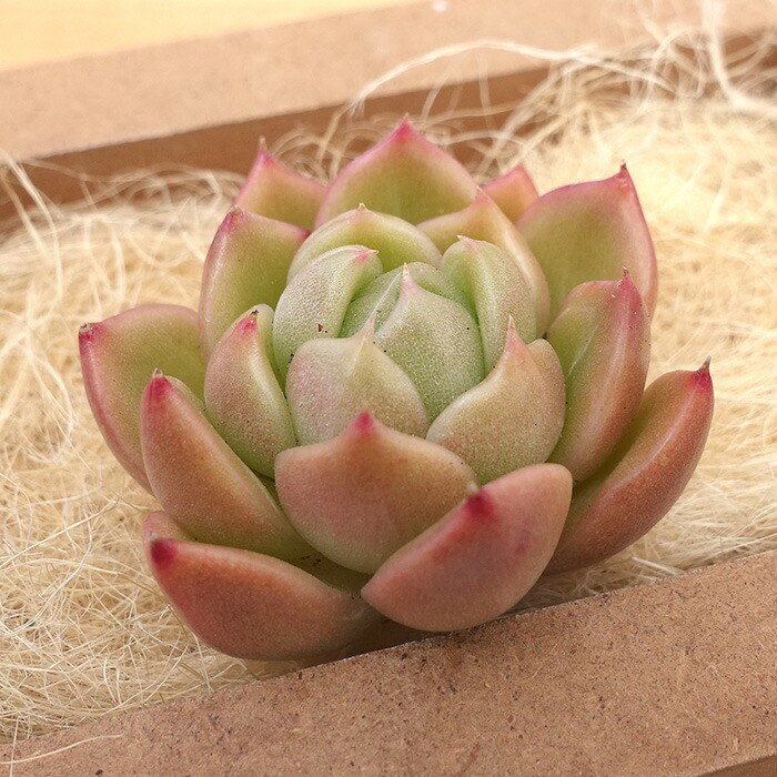 アンジェラ(白粉)◎多肉植物 カット苗 韓国苗 エケベリア等 アンジェラ