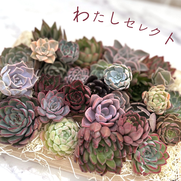 楽天市場】多肉植物 エケベリア アメイジンググレイス 韓国苗 抜き苗