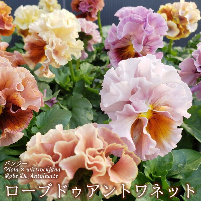 楽天市場】サトウ園芸さんオリジナル パンジー ローブ・ドゥ