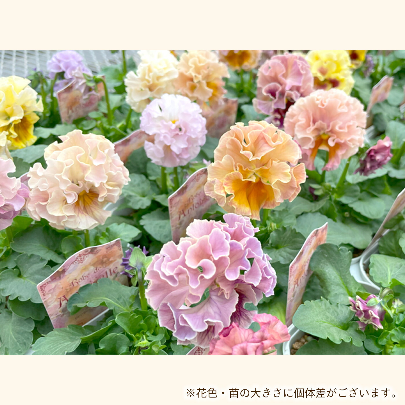 楽天市場】サトウ園芸さんオリジナル パンジー ローブ・ドゥ