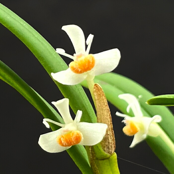 楽天市場】洋ラン デンドロビウム タイロリ 7.5cmポット 原種 テイロリ