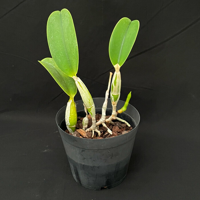 楽天市場】【まもなく予約締切】 【予約販売】洋ラン【開花見込株