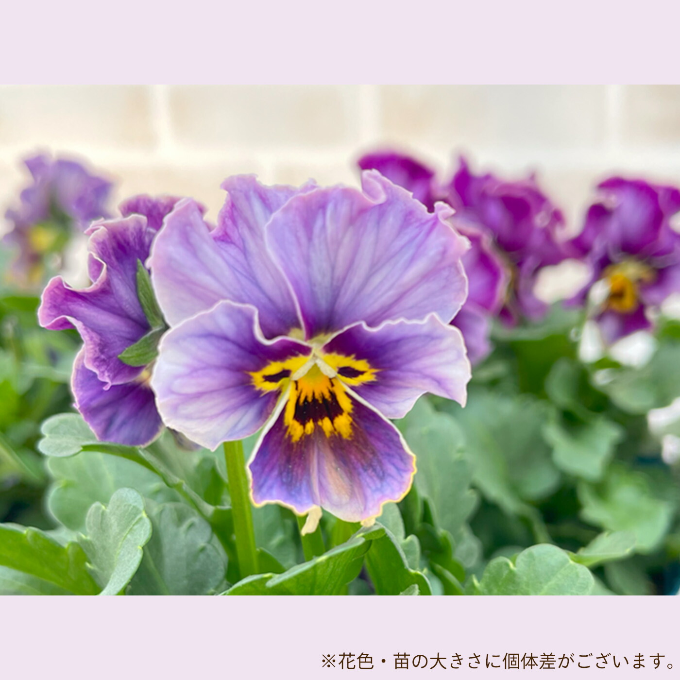 楽天市場】【まもなく予約締切】【予約販売】 サトウ園芸さん