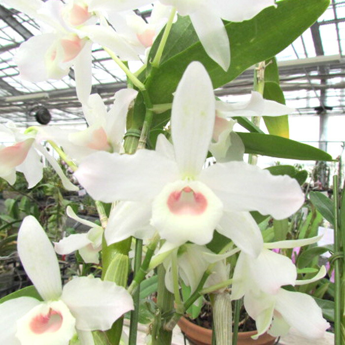 鉢 デンドロビウム」の人気商品一覧 | 安い商品を通販サイトから探す