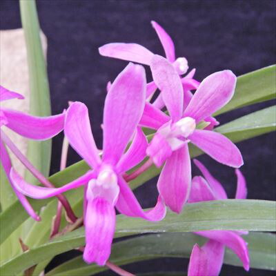 楽天市場】洋ラン【開花見込株】 バンダ ブルー ピンク V.Blue Pink 板