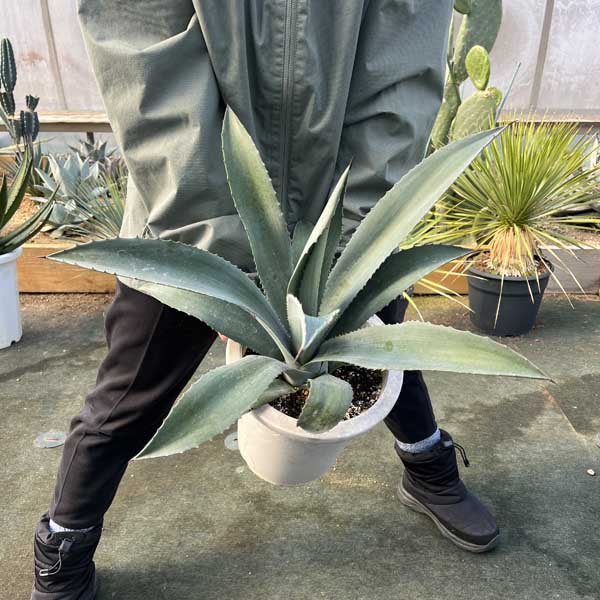 ドライガーデン 植物」の人気商品一覧 | 安い商品を通販サイトから探す