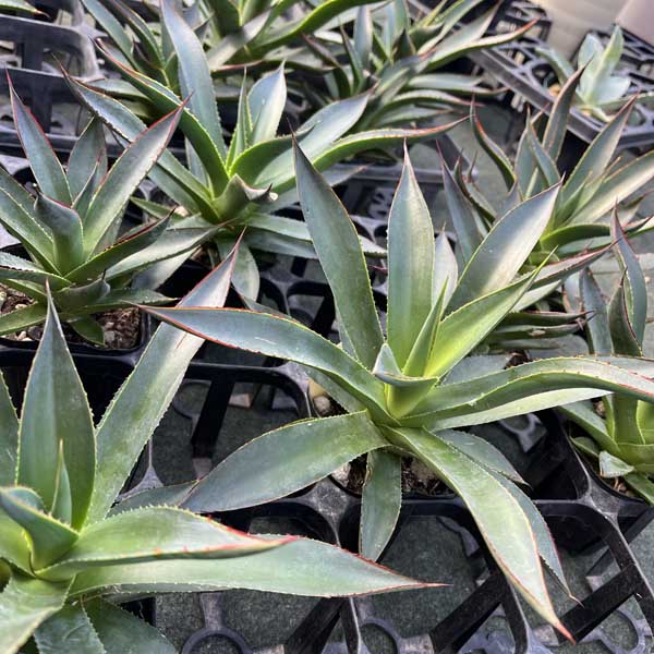 楽天市場】アガベ ブルーグロー お祝 新築祝い 開店祝い 記念樹 ドライ