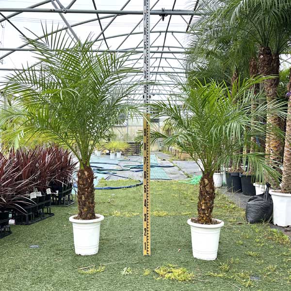 楽天市場】ヤシ の 木の通販