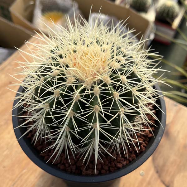 楽天市場】金鯱 キンシャチ ゴールデンバレルカクタス 玉サボテン