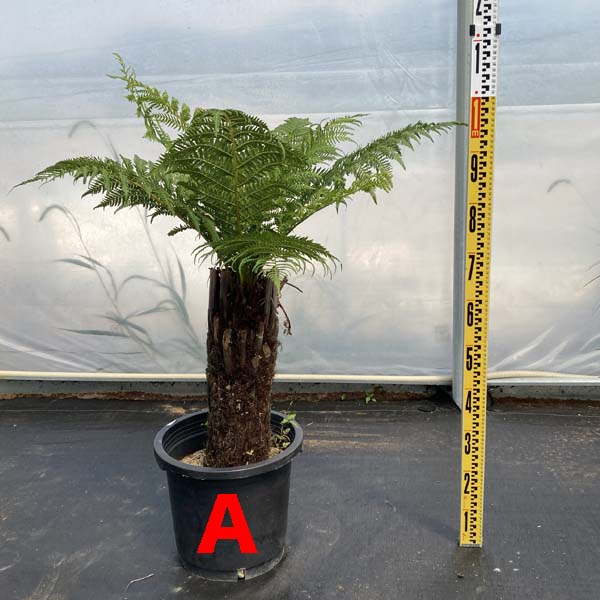 楽天市場】【送料無料】ディクソニア・アンタルクティカ ヘゴシダ 観葉