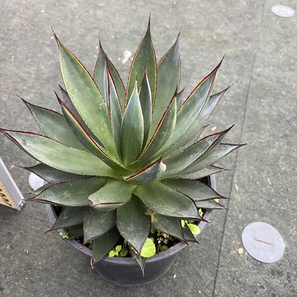 楽天市場】アガベ ブルーグロー お祝 新築祝い 開店祝い 記念樹 ドライ