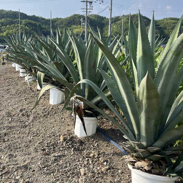 楽天市場】【送料無料】アオノリュウゼツラン リュウゼツラン