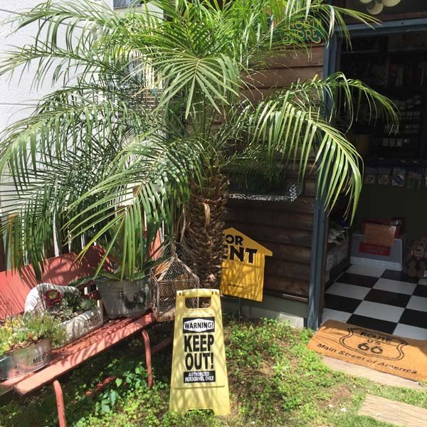 楽天市場】2025年販売1000本突破!! ロベヤシ フェニックス・ロベレニー