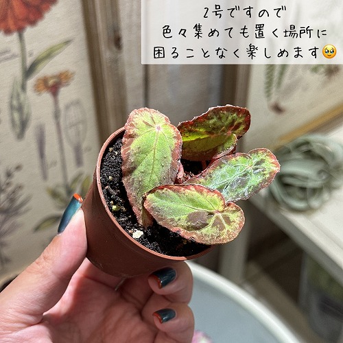 楽天市場】観葉植物 種類選べる ベゴニア 2号 バージョンII インテリア