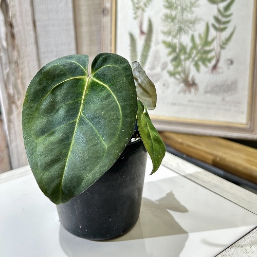 楽天市場】アンスリウム エースオブスペード 3号硬質黒ポット※葉傷み