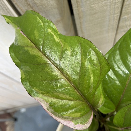 楽天市場】アンスリウム sp. ハイブリッド(斑入り) 4号 タイプA(個体