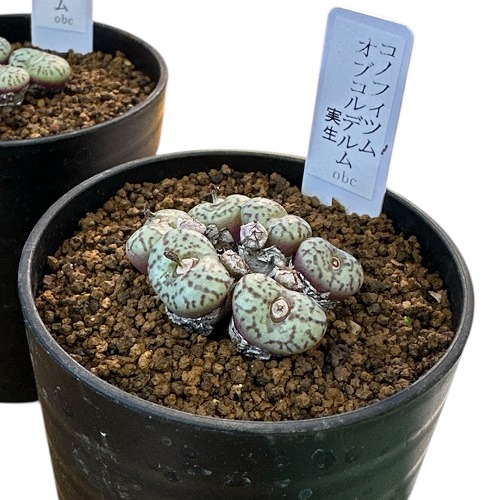 楽天市場】多肉植物 コノフィツム オブコルデルム 実生 2.5号(個体