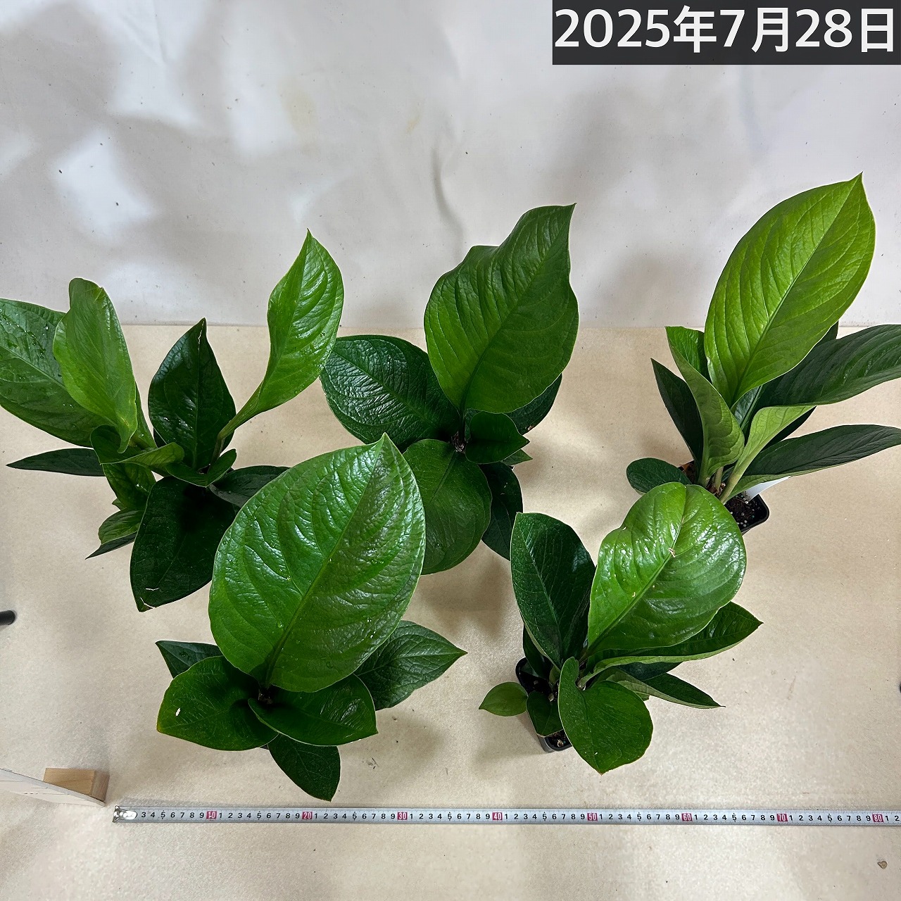 楽天市場】観葉植物 アンスリウム ジェンマニー 3.5号(個体おまかせ1鉢