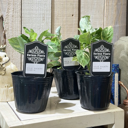 楽天市場】観葉植物 マランタ ケルコビアナ バリエガータ 3号(個体