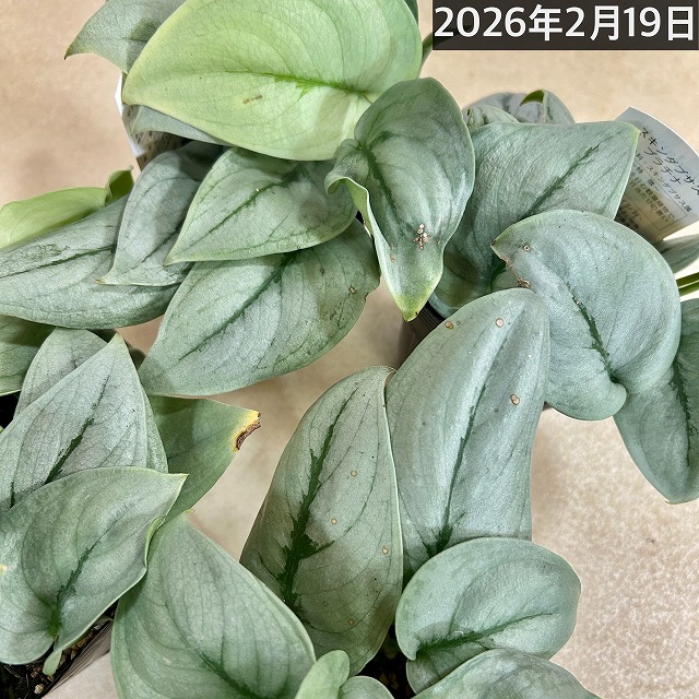 楽天市場】スキンダプサス プラチナム 3号ロングポット 観葉植物 銀葉