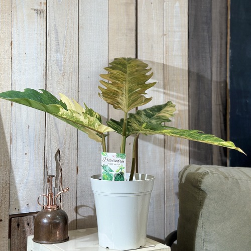 楽天市場】観葉植物 フィロデンドロン キャラメルマーブル 5号