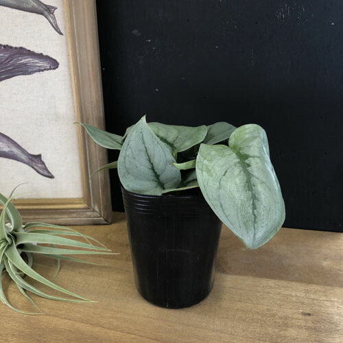 楽天市場】スキンダプサス プラチナム 3号ロングポット 観葉植物 銀葉